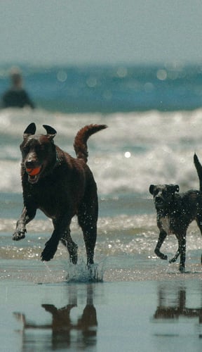 Dog relaxing at a pet-friendly San Diego vacation rental